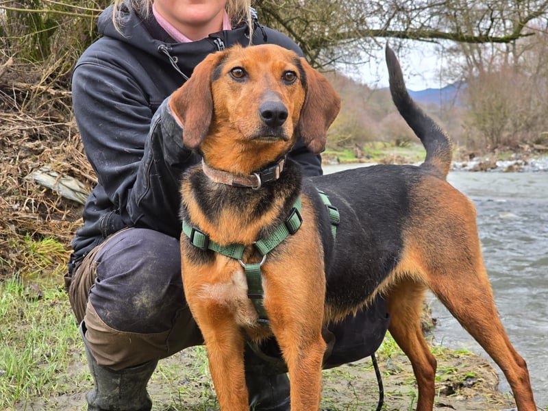 Malou – Manche Hunde tragen Narben.