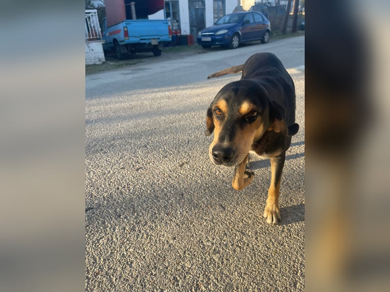 Hundeopa Freddie sucht sein letztes großes Glück