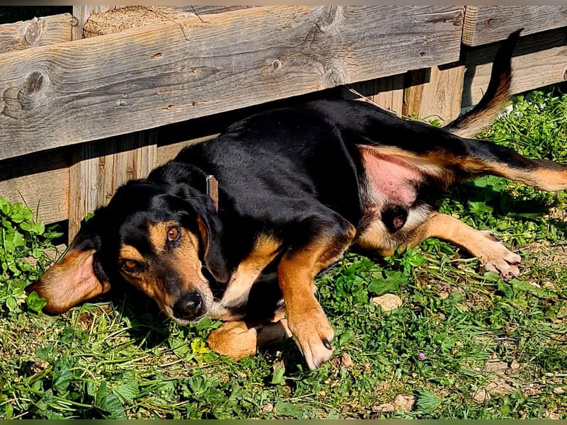 Hundeopa Freddie sucht sein letztes großes Glück