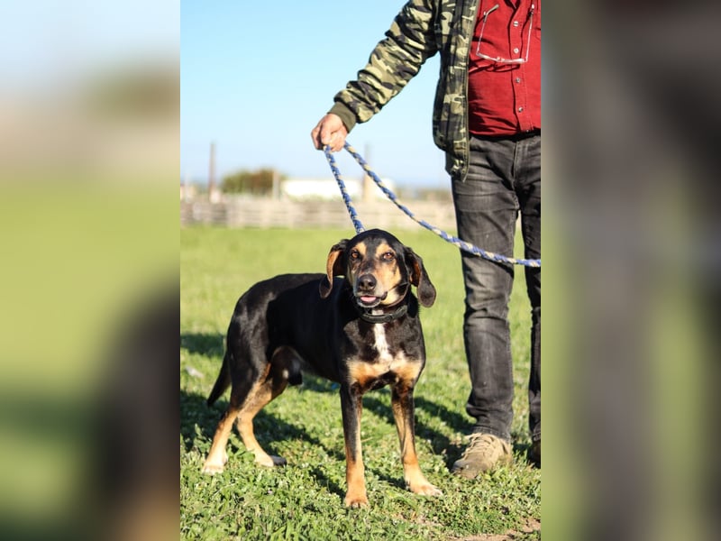 Hundeopa Freddie sucht sein letztes großes Glück