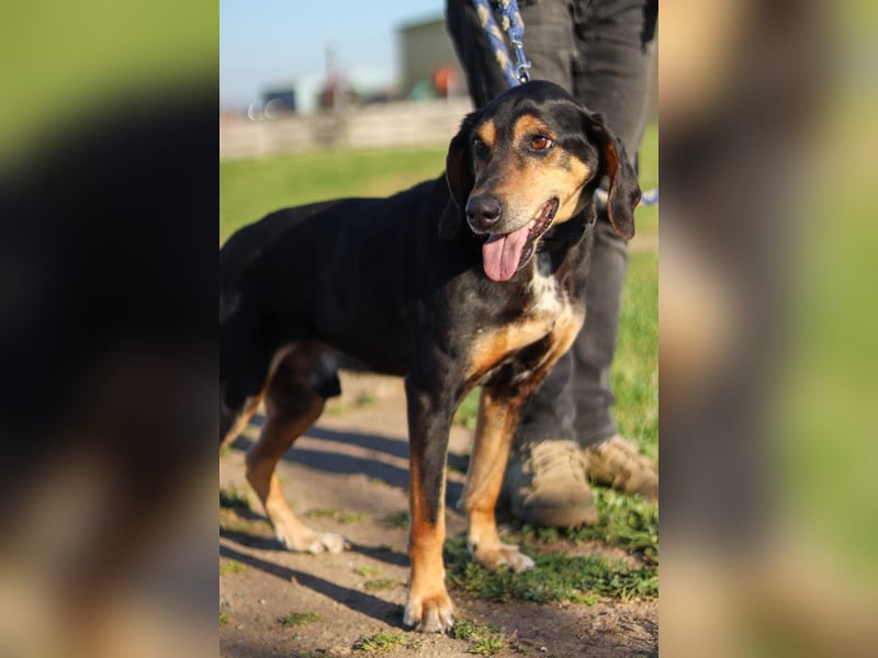 Hundeopa Freddie sucht sein letztes großes Glück