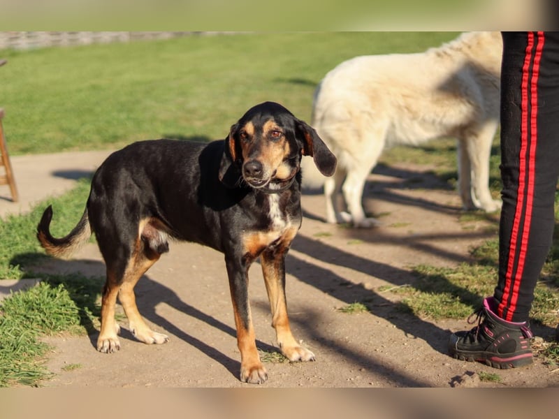 Hundeopa Freddie sucht sein letztes großes Glück
