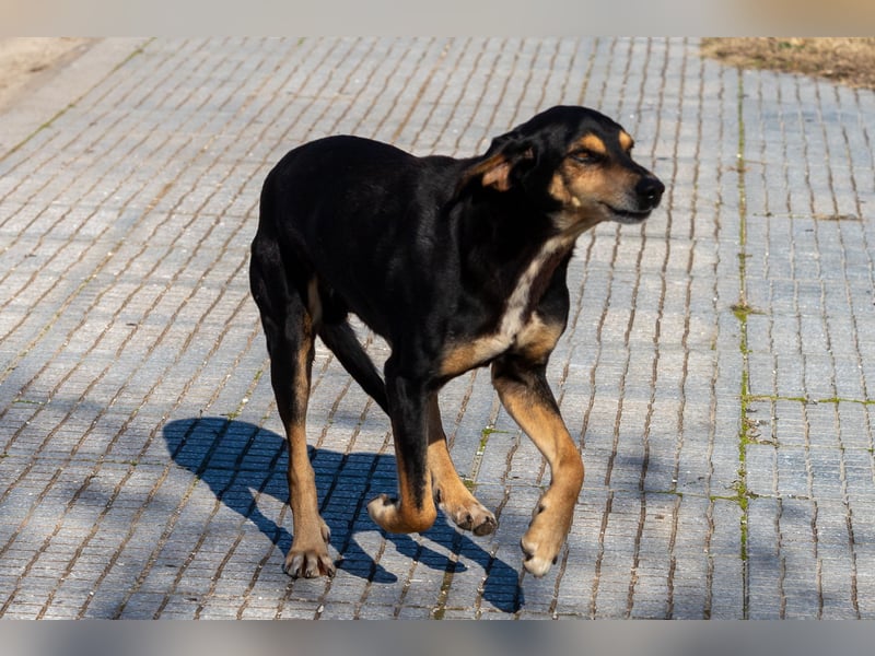 Hundeopa Freddie sucht sein letztes großes Glück