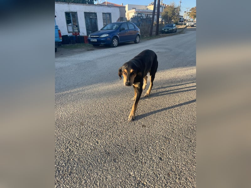 Hundeopa Freddie sucht sein letztes großes Glück
