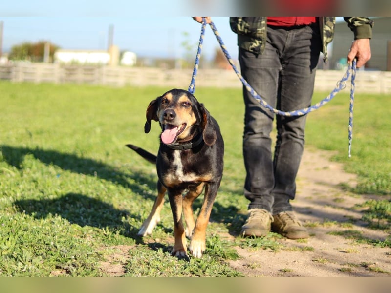 Hundeopa Freddie sucht sein letztes großes Glück