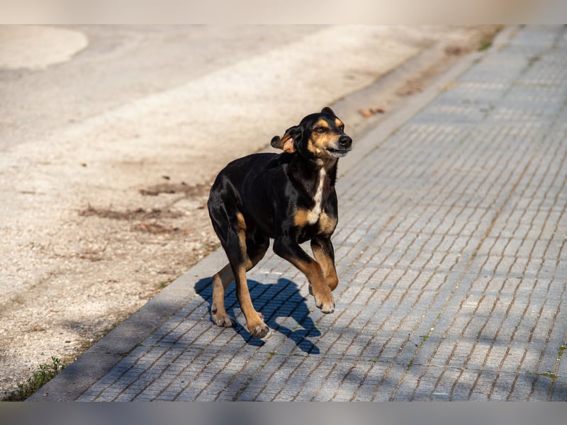 Hundeopa Freddie sucht sein letztes großes Glück