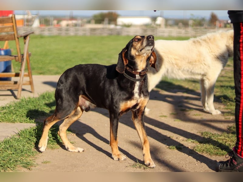 Hundeopa Freddie sucht sein letztes großes Glück