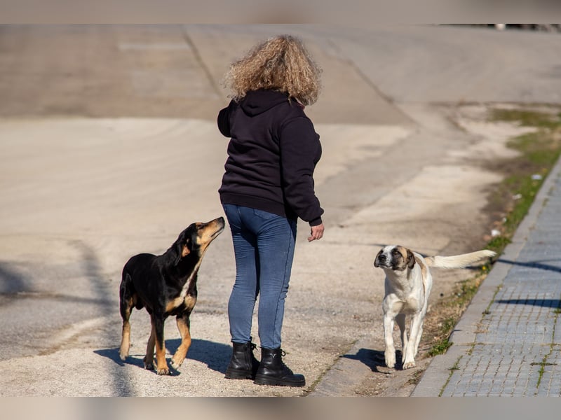 Hundeopa Freddie sucht sein letztes großes Glück