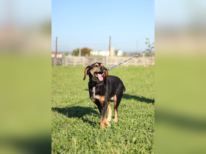Hundeopa Freddie sucht sein letztes großes Glück