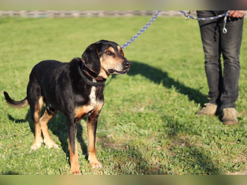 Hundeopa Freddie sucht sein letztes großes Glück