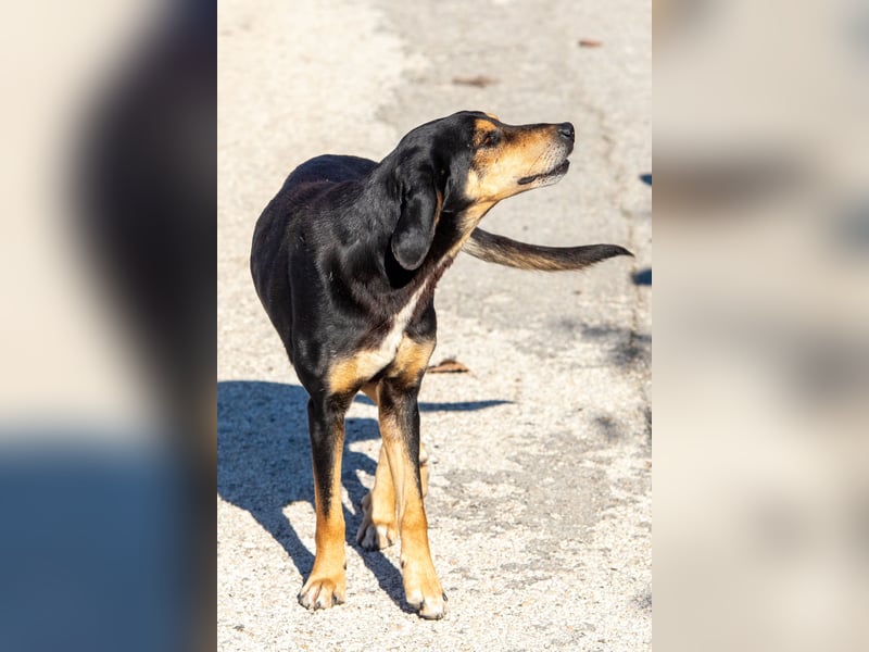 Hundeopa Freddie sucht sein letztes großes Glück