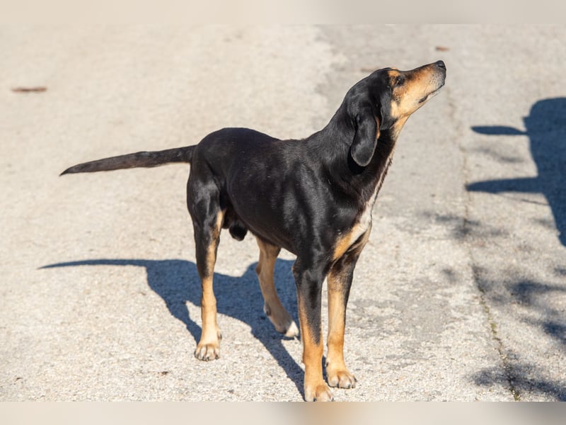 Hundeopa Freddie sucht sein letztes großes Glück