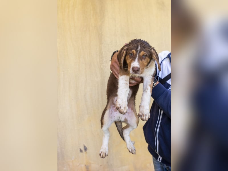Piet – junger Welpe sucht liebevolles Zuhause