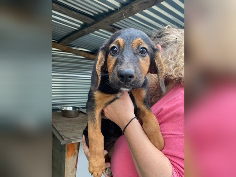 Mala – Welpe sucht liebevolles Zuhause