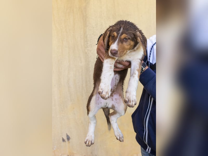 Piet – junger Welpe sucht liebevolles Zuhause