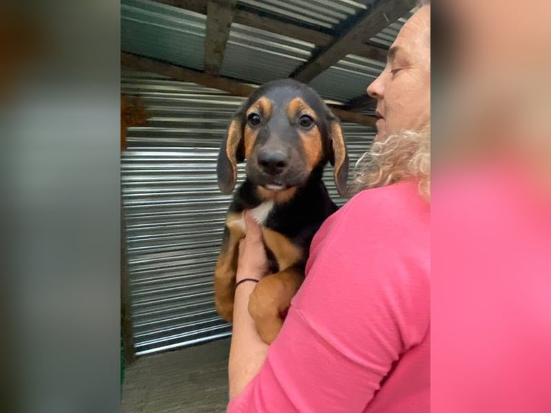 Mala – Welpe sucht liebevolles Zuhause