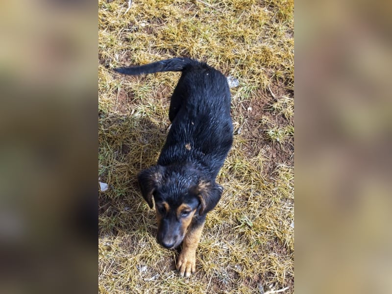 Mala – Welpe sucht liebevolles Zuhause