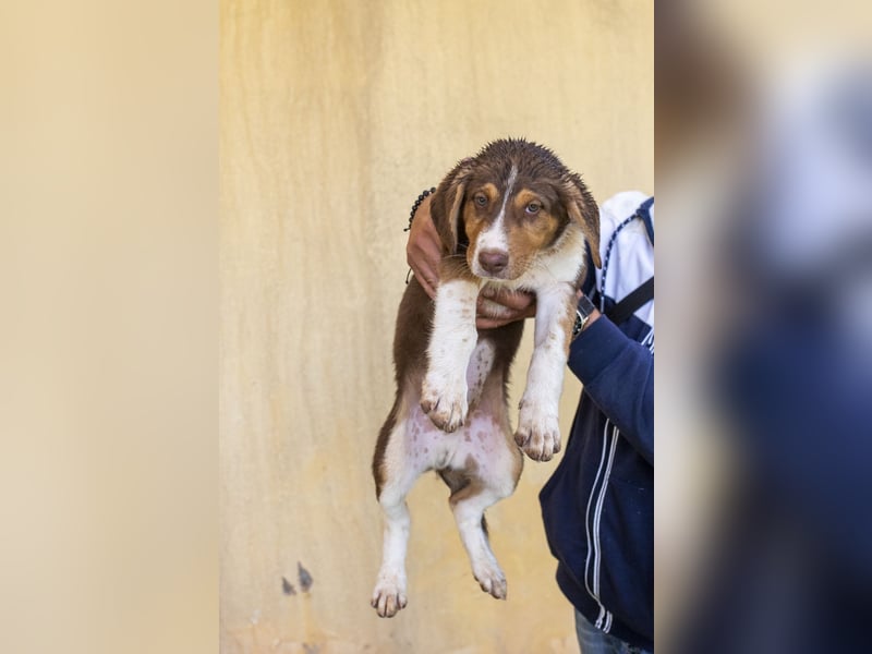 Piet – junger Welpe sucht liebevolles Zuhause