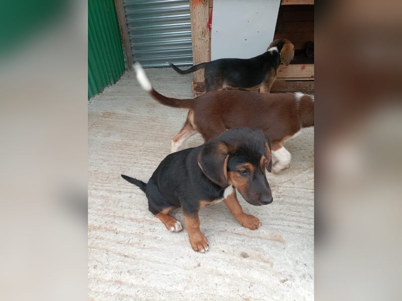 Mala – Welpe sucht liebevolles Zuhause