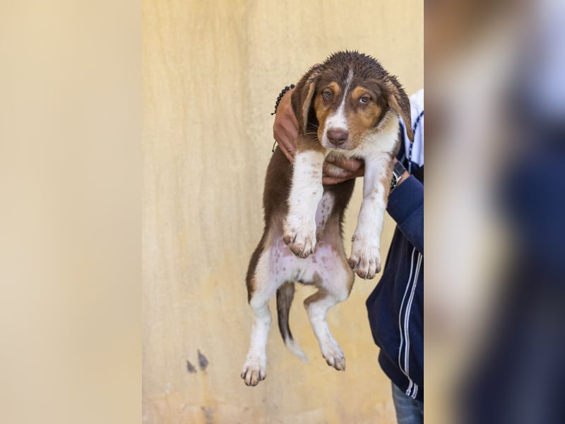 Piet – junger Welpe sucht liebevolles Zuhause