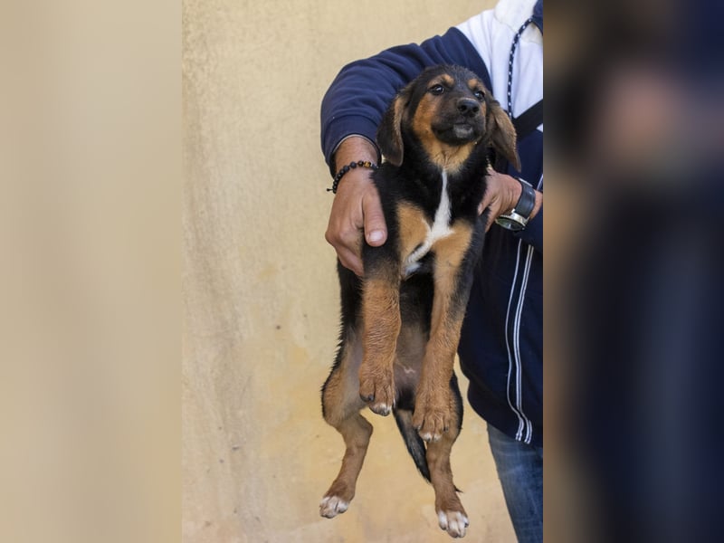 Mala – Welpe sucht liebevolles Zuhause
