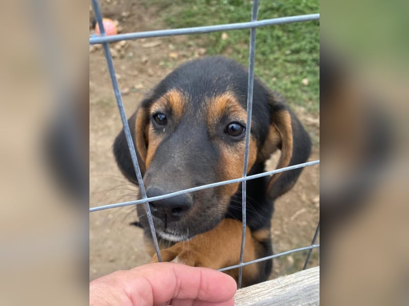Mala – Welpe sucht liebevolles Zuhause