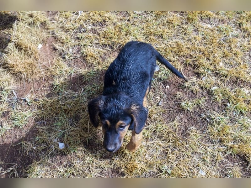 Mala – Welpe sucht liebevolles Zuhause