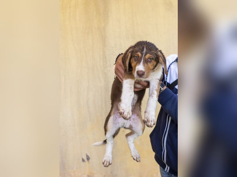 Piet – junger Welpe sucht liebevolles Zuhause