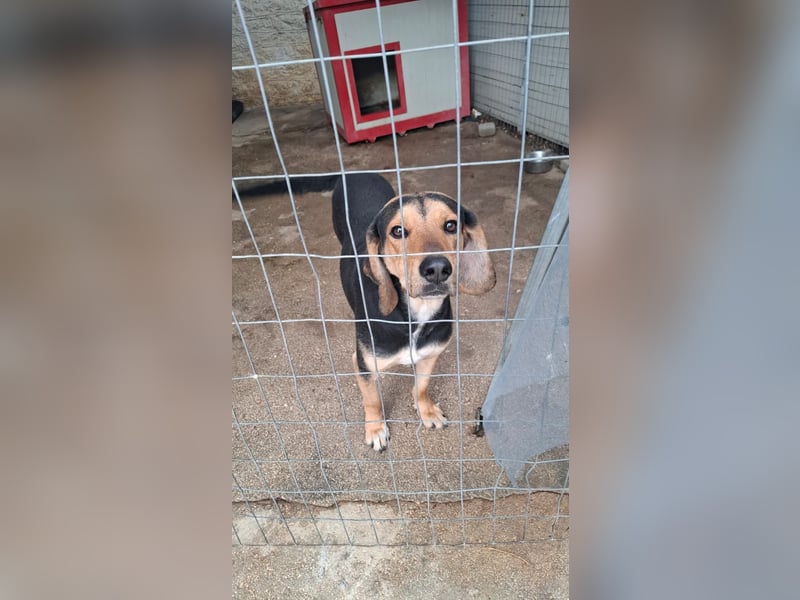 Ares: Jagdhund-Mix auf der Suche nach Glück