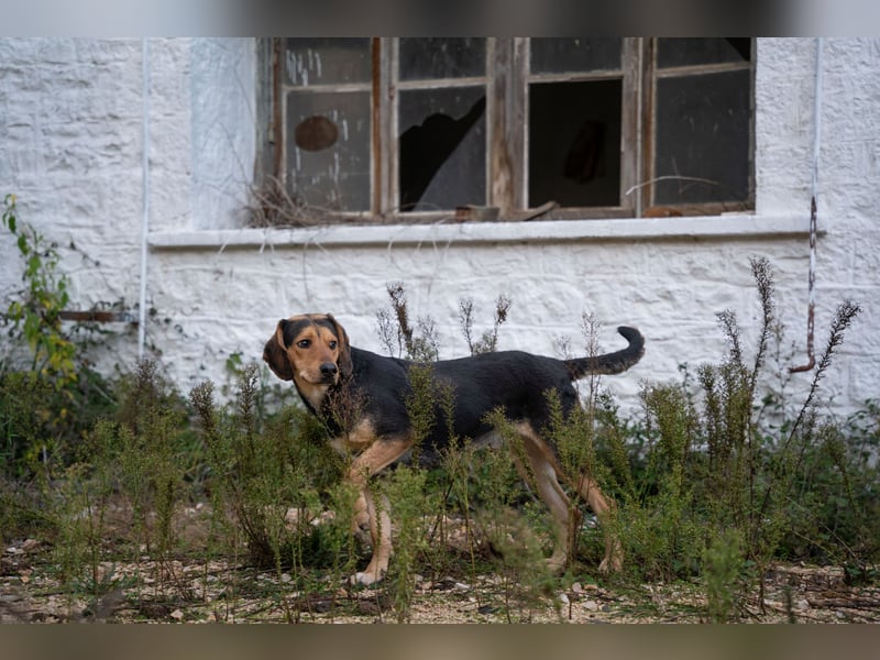 Ares: Jagdhund-Mix auf der Suche nach Glück