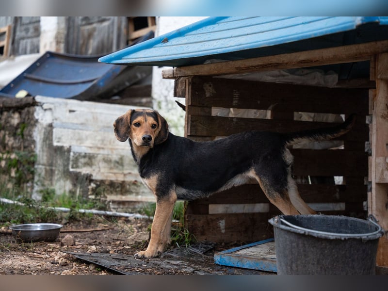 Ares: Jagdhund-Mix auf der Suche nach Glück