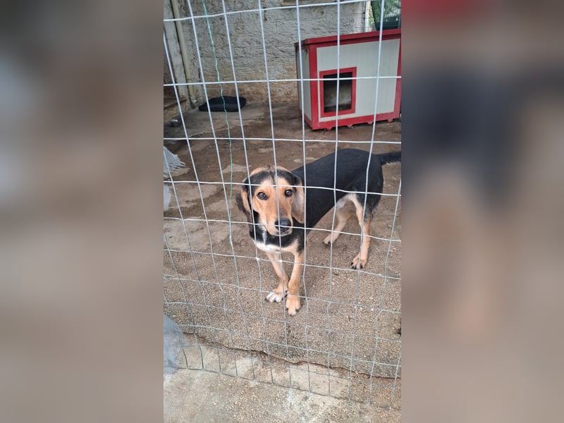 Ares: Jagdhund-Mix auf der Suche nach Glück
