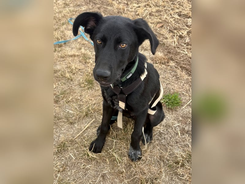 Kinderlieber junger Familienhund, 7Mon., gepflegt, mittelgroß, stubenrein