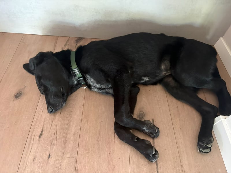 Kinderlieber junger Familienhund, 7Mon., gepflegt, mittelgroß, stubenrein