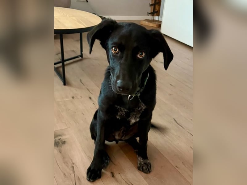 Kinderlieber junger Familienhund, 7Mon., gepflegt, mittelgroß, stubenrein