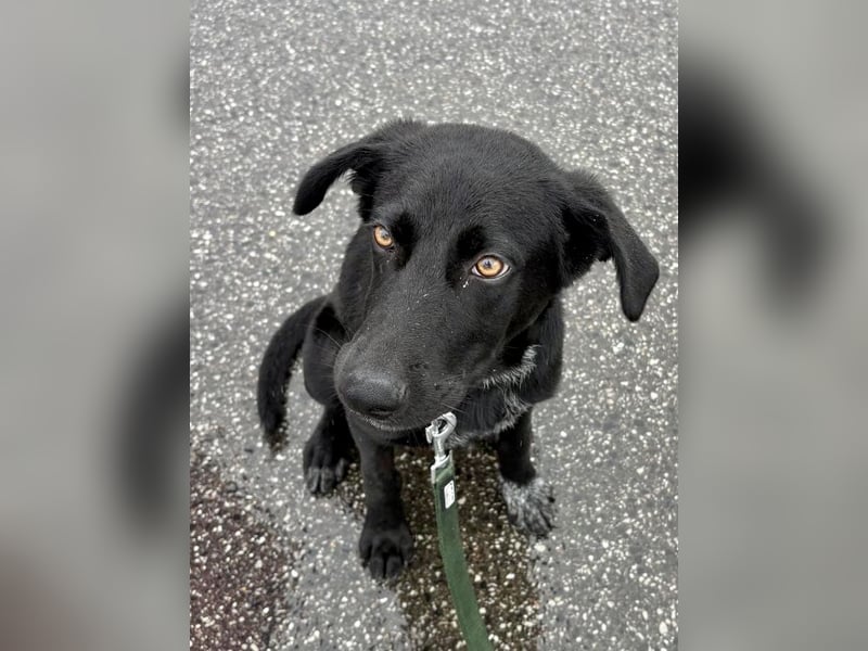 Kinderlieber junger Familienhund, 7Mon., gepflegt, mittelgroß, stubenrein