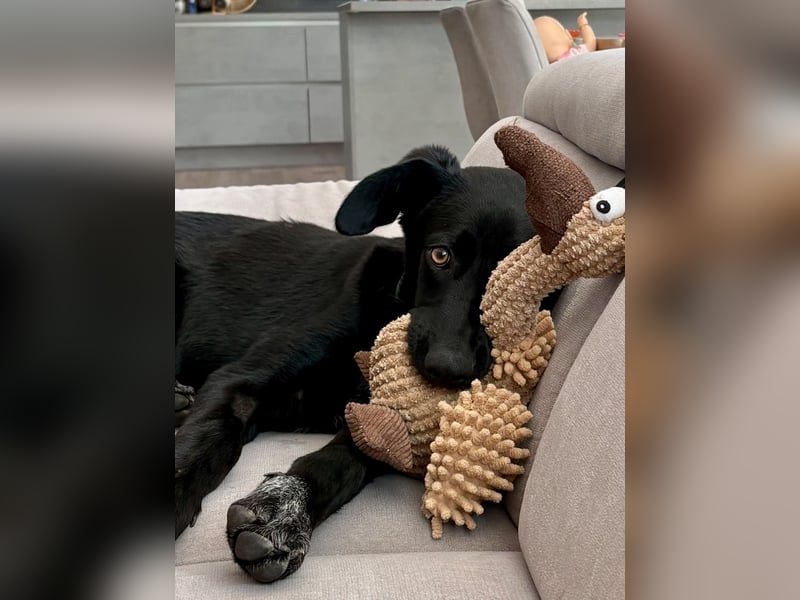 Kinderlieber junger Familienhund, 7Mon., gepflegt, mittelgroß, stubenrein
