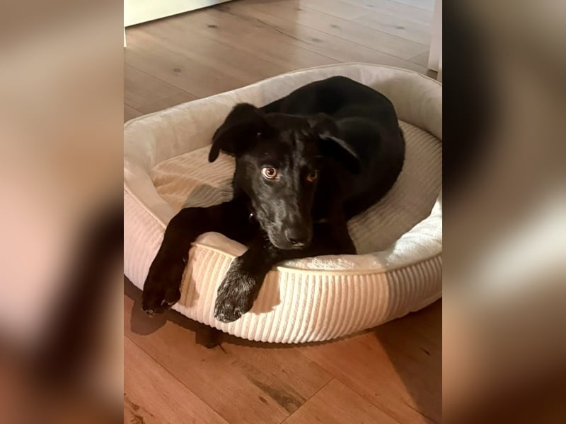 Kinderlieber junger Familienhund, 7Mon., gepflegt, mittelgroß, stubenrein