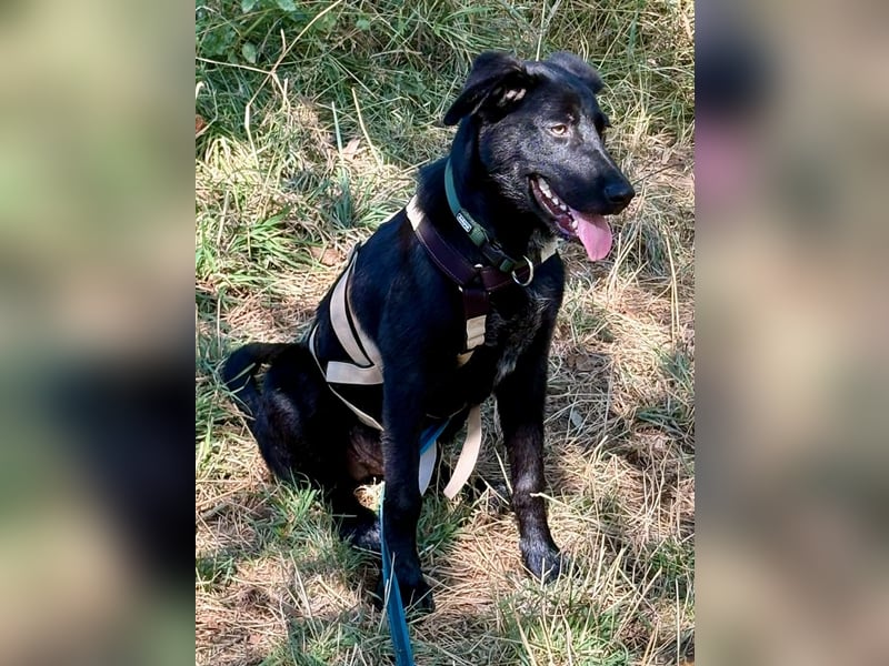 Kinderlieber junger Familienhund, 7Mon., gepflegt, mittelgroß, stubenrein