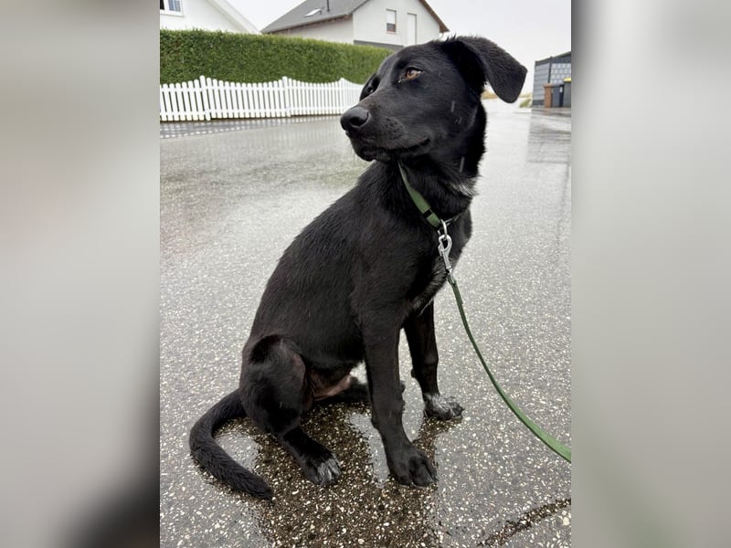 Kinderlieber junger Familienhund, 7Mon., gepflegt, mittelgroß, stubenrein