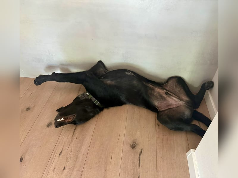 Kinderlieber junger Familienhund, 7Mon., gepflegt, mittelgroß, stubenrein