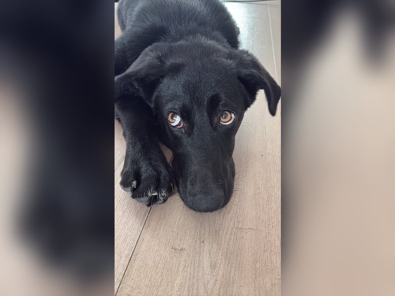 Kinderlieber junger Familienhund, 7Mon., gepflegt, mittelgroß, stubenrein