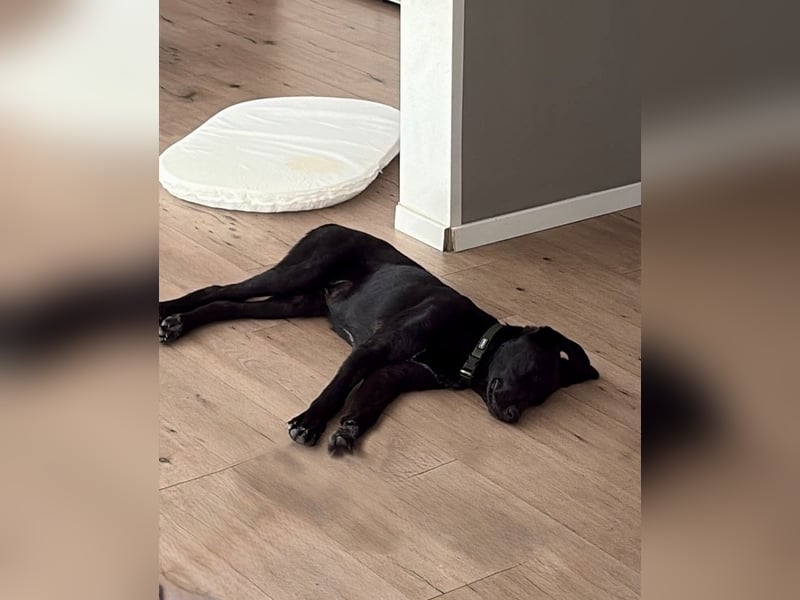 Kinderlieber junger Familienhund, 7Mon., gepflegt, mittelgroß, stubenrein