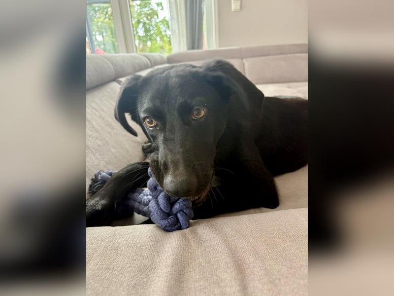 Kinderlieber junger Familienhund, 7Mon., gepflegt, mittelgroß, stubenrein