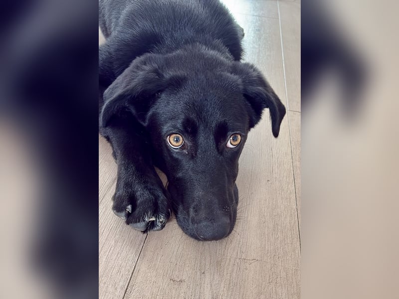 Kinderlieber junger Familienhund, 7Mon., gepflegt, mittelgroß, stubenrein