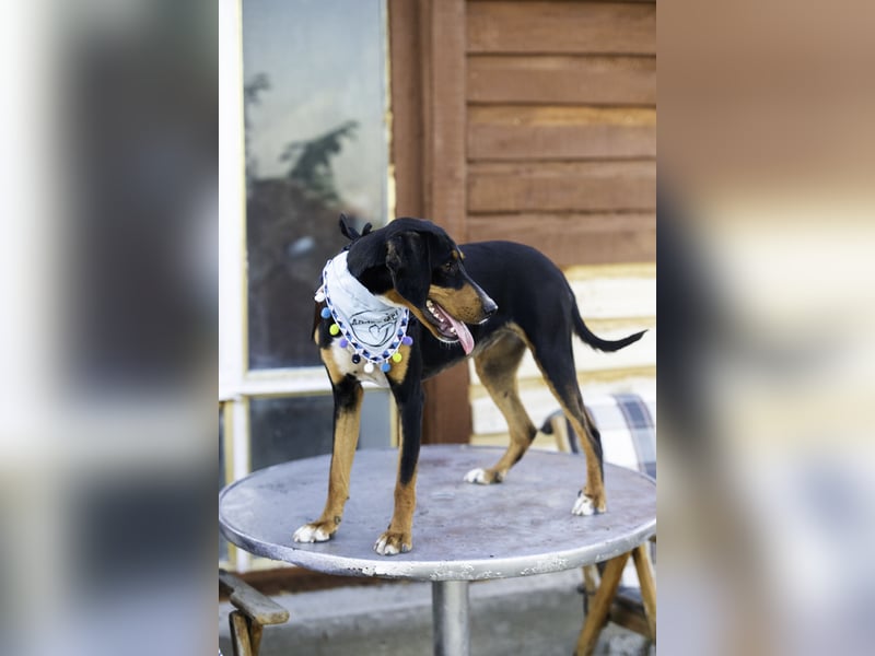 Kiki – Lebensfrohe Junghündin sucht ihr Glück