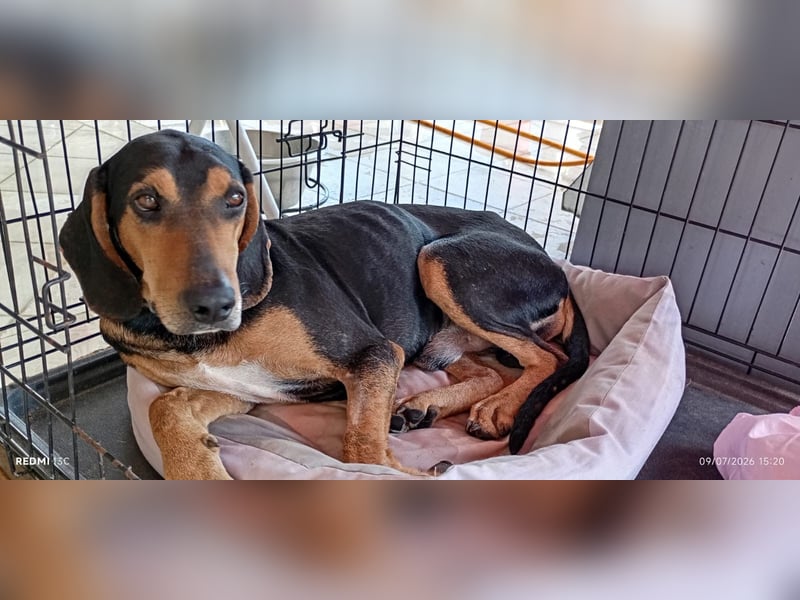 Alkis, liebenswert und wunderschöner JagdhundMix