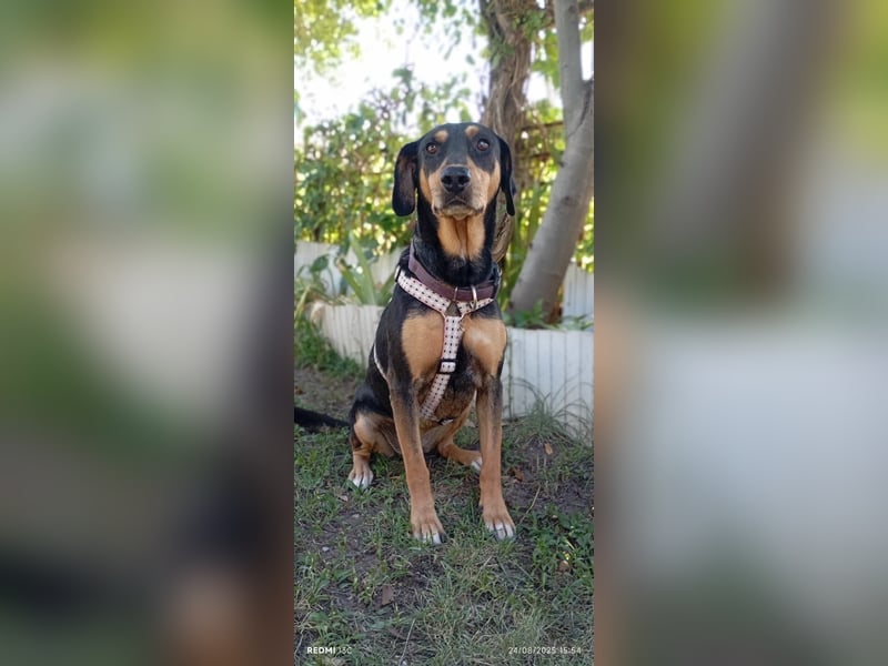 Liebenswerte Roza, JagdhundMix