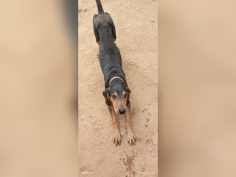 Alkis, liebenswert und wunderschöner JagdhundMix