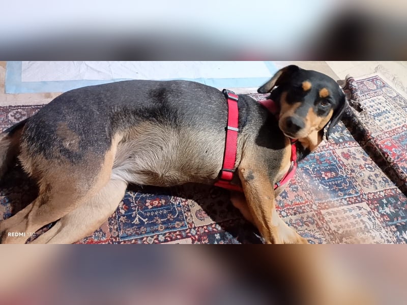 Liebenswerte Roza, JagdhundMix